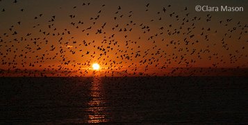 Sunset photo by Clara Mason full of starlings in the frontground.