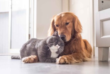 a goldwen retriever dog cuddles a grey cat.
