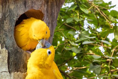 Two yellow parrots kiss each other, one being in a tree nest.