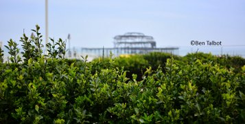 Frontal out of focus view of Brighton West Pier by Ben Talbot as seen from some bushes in full focus in the frontground.