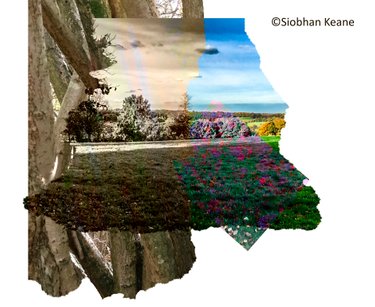 Digital abstract collage with irregular edges by Siobhan Keane of a combination of tree trunks and a view of a park half in bw and half in colour.